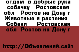 отдам. в добрые руки собачку - Ростовская обл., Ростов-на-Дону г. Животные и растения » Собаки   . Ростовская обл.,Ростов-на-Дону г.